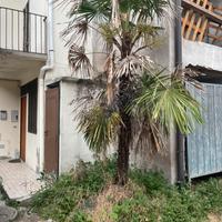 Piante palma gigante