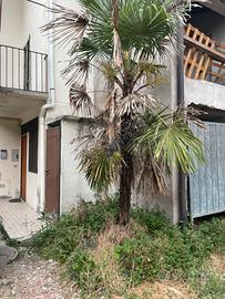 Piante palma gigante