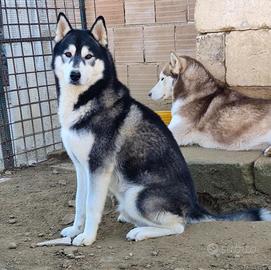 Siberiana husky - COPPIA