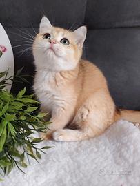 Gattina scottish gold