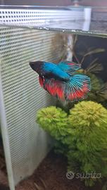 Maschi Betta Halfmoon