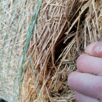 Erba medica quarto taglio