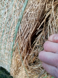 Erba medica quarto taglio