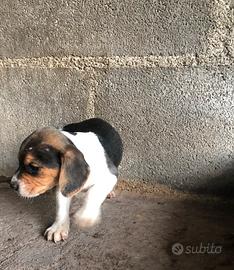 Cuccioli beagle