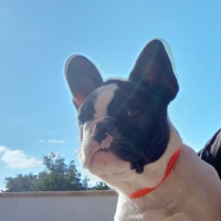 Bulldog francese