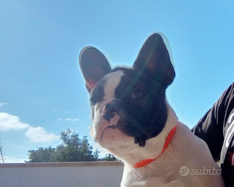 Bulldog francese