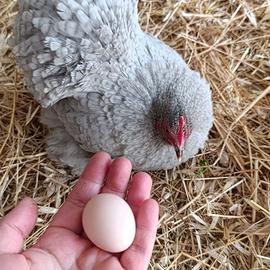 Cocincina nana sparviero grigio perla pulcini