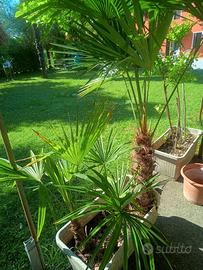 PALME DA GIARDINO