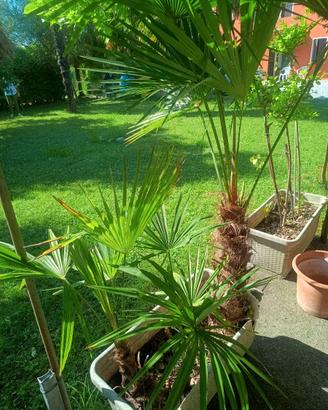 PALME DA GIARDINO