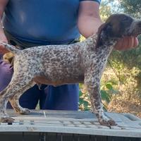 Cuccioli di bracco tedesco