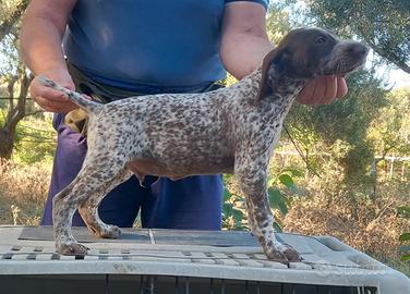 Cuccioli di bracco tedesco