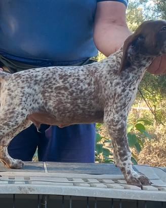 Cuccioli di bracco tedesco