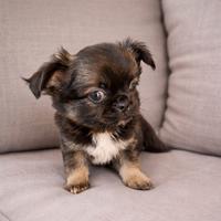 Chihuahua maschietto e una dolcezza bello