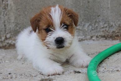 Cuccioli jack russell terrier