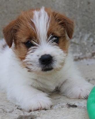 Cuccioli jack russell terrier