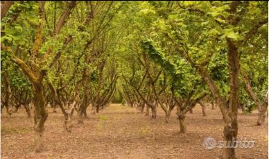 Terreno agricolo 3.400mq