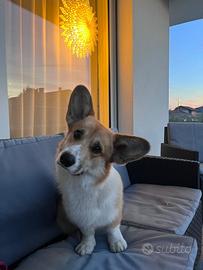 Corgi