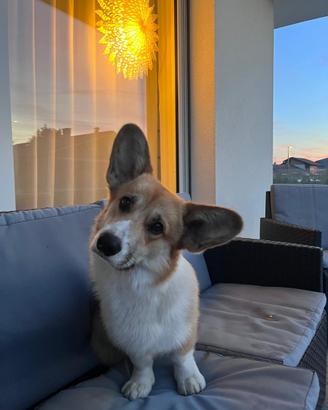 Corgi
