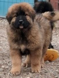 Cuccioli di pastore del caucaso