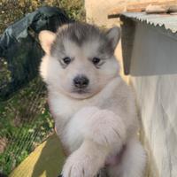 Cuccioli Alaskan malamute