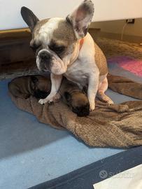 CUCCIOLI DI BULLDOG FRANCESE DISPONIBILI 🐾