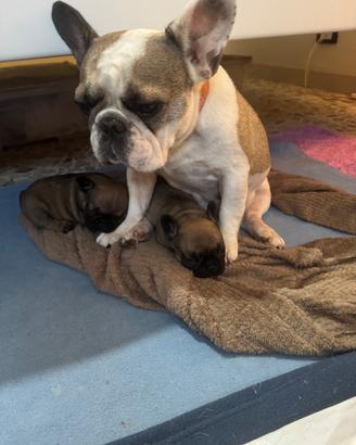 CUCCIOLI DI BULLDOG FRANCESE DISPONIBILI 🐾