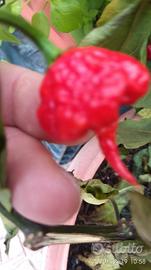 Semi Peperoncini Carolina Reaper, Aji Chaparita