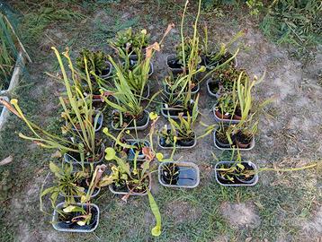 Divisioni Sarracenia piante carnivore