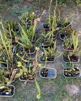 Divisioni Sarracenia piante carnivore