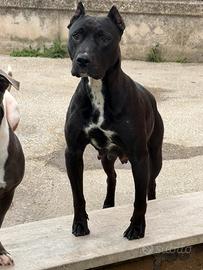 American pitbull con pedigree