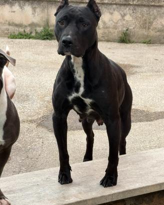 American pitbull con pedigree