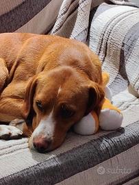 Affido in adozione cane buonissimo