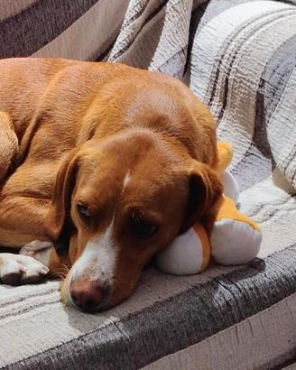 Affido in adozione cane buonissimo