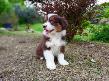 Cuccioli di pastore australiano con pedigree