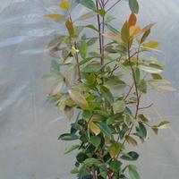 Photinia fotinia pianta da siepe