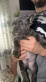 Bulldog francese