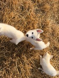 Siberian Husky con pedigree enci