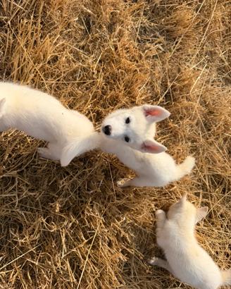Siberian Husky con pedigree enci
