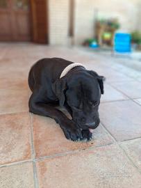 Adotta cane corso femmina chiedo recupero spese