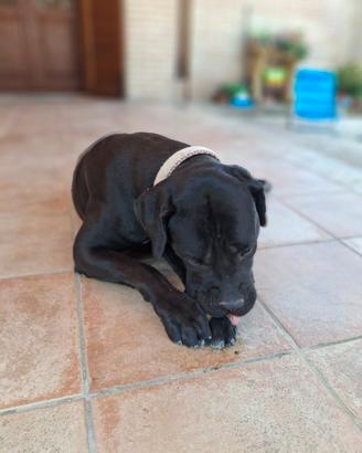 Adotta cane corso femmina chiedo recupero spese
