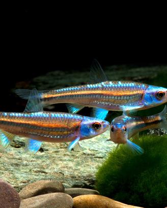 Notropis Chrosomus