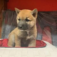 CRAZY DOG shiba inu