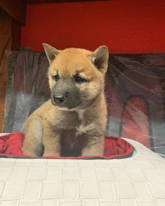 CRAZY DOG shiba inu