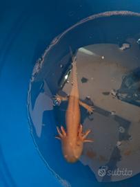 Axolotl