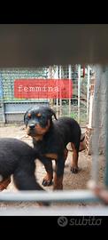 Cuccioli di rottweiler