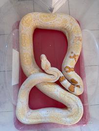 Boa costrictor