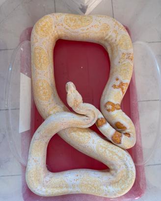 Boa costrictor