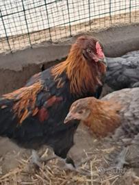 Gallo olivegger f1