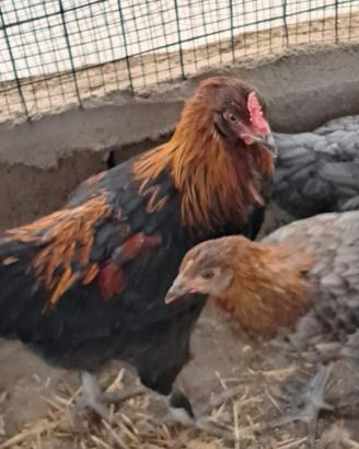 Gallo olivegger f1