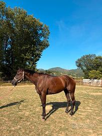 Cavallo